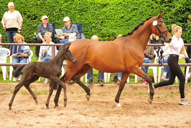 Trakehner Stutfohlen von High Motion u.d. Hettina v. Saint Cyr, Foto: Beate Langels