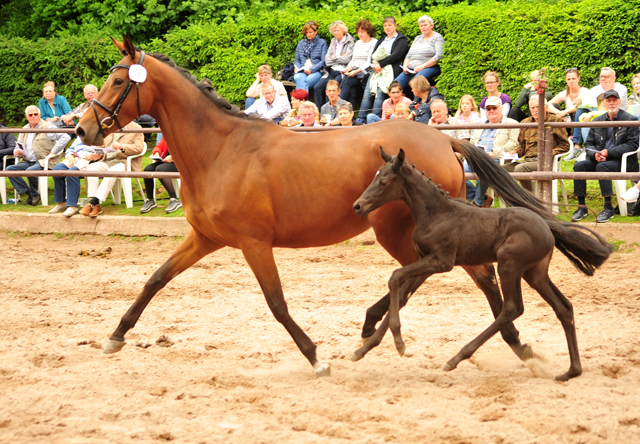 Trakehner Stutfohlen von High Motion u.d. Hettina v. Saint Cyr, Foto: Beate Langels