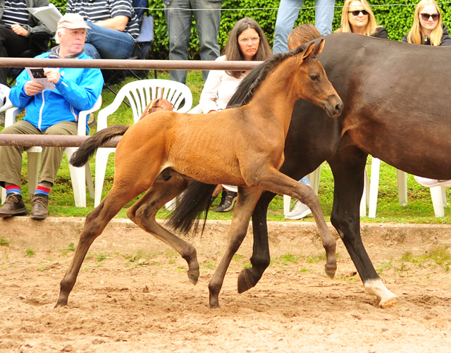 Trakehner Hengstfohlen von Adorator u.d. Pamina Diamond v. Axis, Foto: Beate Langels