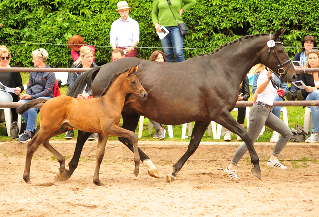 Trakehner Hengstfohlen von Adorator u.d. Pamina Diamond v. Axis, Foto: Beate Langels