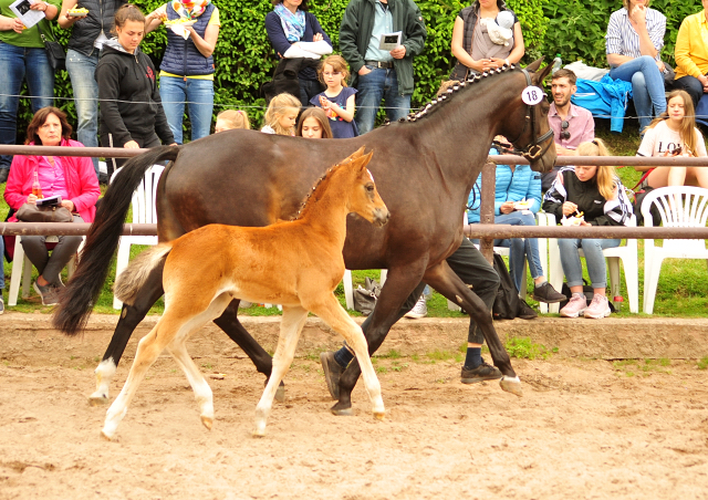 Trakehner Stutfohlen von Mnchhausen u.d. Pr.u.StPrSt. Infinity v. Herbstknig , Foto: Beate Langels