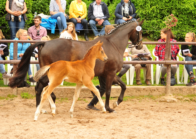 Trakehner Stutfohlen von Mnchhausen u.d. Pr.u.StPrSt. Infinity v. Herbstknig , Foto: Beate Langels