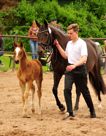 Trakehner Stutfohlen von Mnchhausen u.d. Pr.u.StPrSt. Infinity v. Herbstknig , Foto: Beate Langels