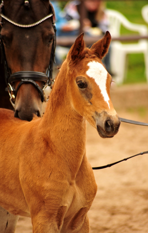 Trakehner Stutfohlen von Mnchhausen u.d. Pr.u.StPrSt. Infinity v. Herbstknig , Foto: Beate Langels