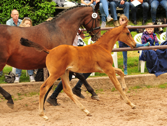 Stutfohlen von High Motion u.d. Pr.u.StPrSt. Schwalbenlicht v. Imperio - Gestt Hmelschenburg - Foto: Beate Langels