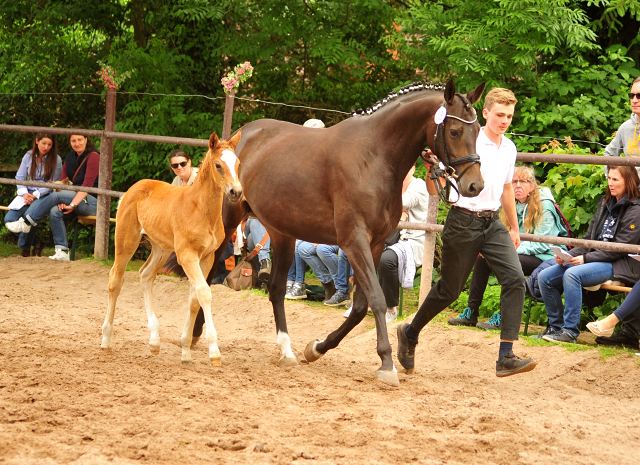 Trakehner Stutfohlen von Mnchhausen u.d. Pr.u.StPrSt. Infinity v. Herbstknig , Foto: Beate Langels