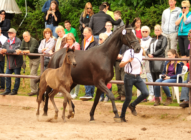 Trakehner Stutfohlen von Kaiser Milton u.d. Celebrity v. Amatcho, Foto: Beate Langels