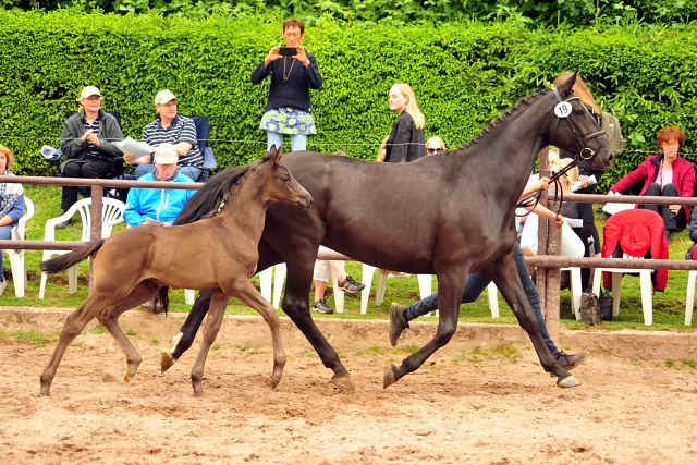 Trakehner Stutfohlen von Kaiser Milton u.d. Celebrity v. Amatcho, Foto: Beate Langels