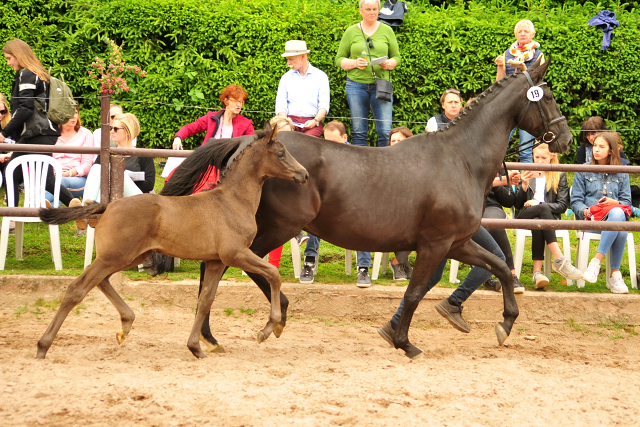 Trakehner Stutfohlen von Kaiser Milton u.d. Celebrity v. Amatcho, Foto: Beate Langels