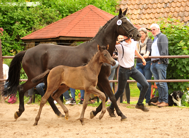 Trakehner Stutfohlen von Kaiser Milton u.d. Celebrity v. Amatcho, Foto: Beate Langels