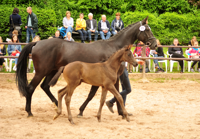 Trakehner Stutfohlen von Kaiser Milton u.d. Celebrity v. Amatcho, Foto: Beate Langels