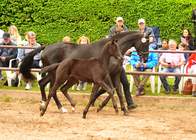 Trakehner Stutfohlen von Sir Sansibar u.d. Pr.u.StPrSt.Pr. Orvieta v. Hohenstein, Foto: Beate Langels