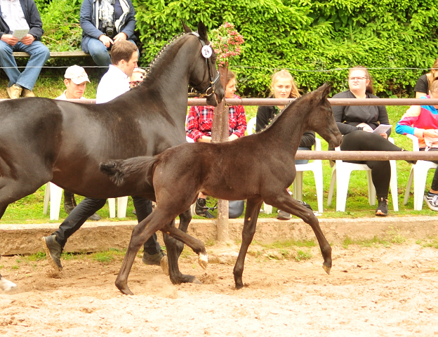 Trakehner Stutfohlen von Sir Sansibar u.d. Pr.u.StPrSt.Pr. Orvieta v. Hohenstein, Foto: Beate Langels