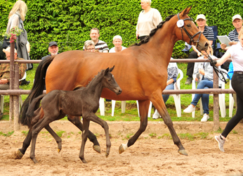 Stutfohlen von Schwarzgold u.d. Hettina u.d. Hetti v. Exclusiv  Gestt Hmelschenburg - Foto: Beate Langels