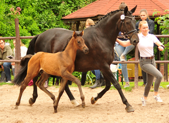 Hengstfohlen von Adorator - Foto: Beate Langels