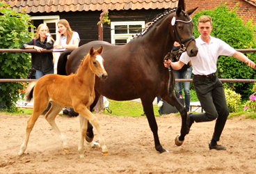 Stutfohlen von Mnchhausen - Foto: Beate Langels