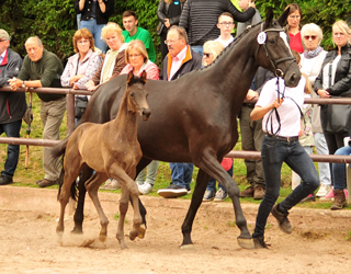 Stutfohlen von  Kaiser Milton - Foto: Beate Langels