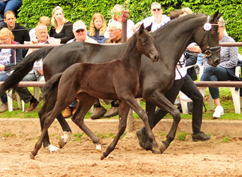 Stutfohlen von Sir Sansibar x Hohenstein