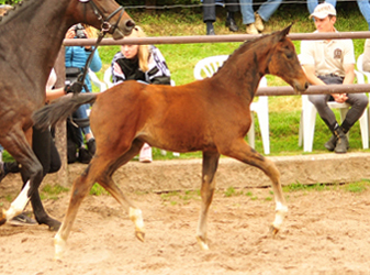 Oldenburger Stutohlen von Sir Donnerhall u.d. Schwalbendiva v. Totilas
 - Trakehner Gestt Hmelschenburg - Beate Langels