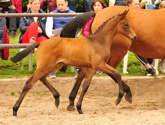 Stutfohlen von His Moment x Brioni  Foto: Beate Langels