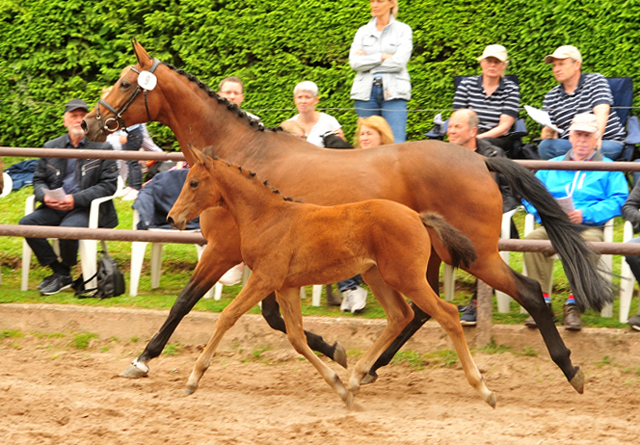 Trakehner Stutfohlen von High Motion u.d. Hetti v. Exclusiv, Foto: Beate Langels