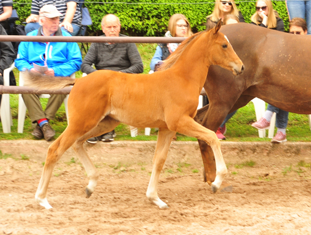 lt: Trakehner Stutfohlen von High Motion x Buddenbrock - Foto: Langels