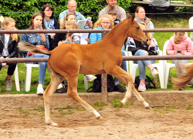 Trakehner Stutfohlen von High Motion x Buddenbrock - Foto: Langels