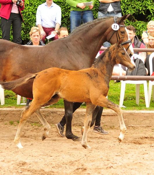 Hengstfohlen von High Motion u.d. Pr.u.StPrSt. Tavolara v. Exclusiv
 - Trakehner Gestt Hmelschenburg - Beate Langels