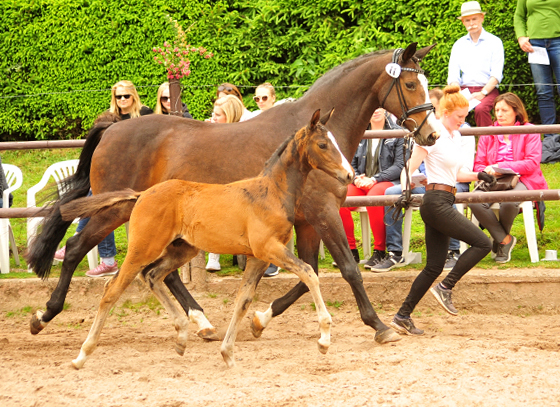 Hengstfohlen von High Motion u.d. Pr.u.StPrSt. Tavolara v. Exclusiv
 - Trakehner Gestt Hmelschenburg - Beate Langels