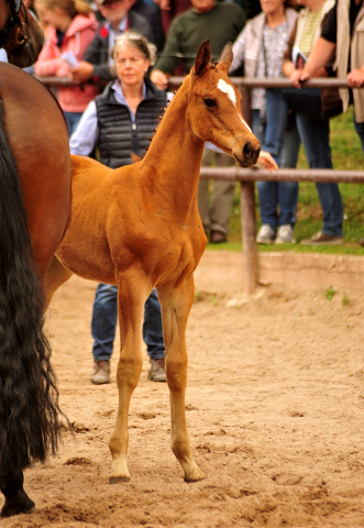 Stutfohlen von High Motion x Imperio - Trakehner Gestt Hmelschenburg - Foto: Beate Langels - 
Trakehner Gestt Hmelschenburg