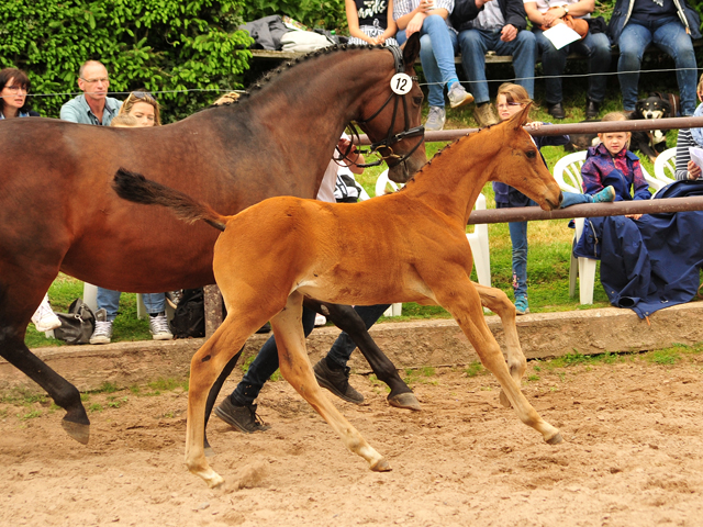 Stutfohlen von High Motion x Imperio - Trakehner Gestt Hmelschenburg - Foto: Beate Langels - 
Trakehner Gestt Hmelschenburg