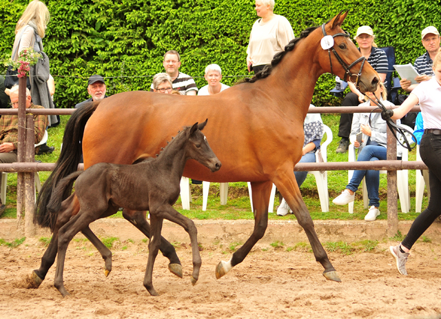 Trakehner Stutfohlen von High Motion u.d. Hettina v. Saint Cyr, Foto: Beate Langels