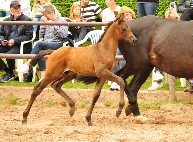 Trakehner Hengstfohlen von Adorator u.d. Pamina Diamond v. Axis, Foto: Beate Langels