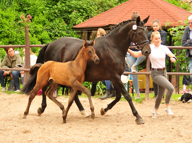 Trakehner Hengstfohlen von Adorator u.d. Pamina Diamond v. Axis, Foto: Beate Langels