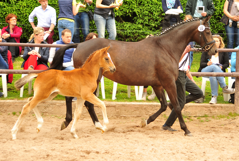 Trakehner Stutfohlen von Mnchhausen u.d. Pr.u.StPrSt. Infinity v. Herbstknig , Foto: Beate Langels