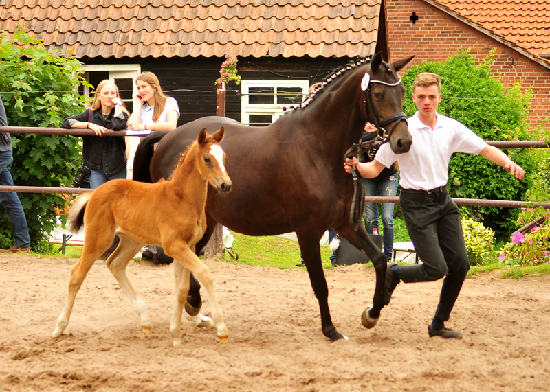 Trakehner Stutfohlen von Mnchhausen u.d. Pr.u.StPrSt. Infinity v. Herbstknig , Foto: Beate Langels