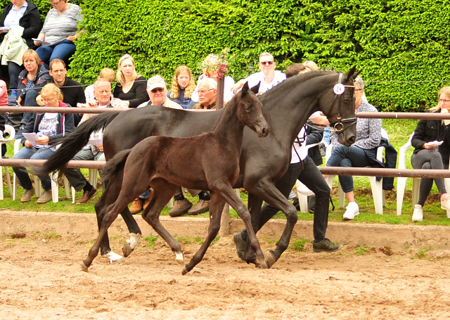 Trakehner Stutfohlen von Sir Sansibar u.d. Pr.u.StPrSt.Pr. Orvieta v. Hohenstein, Foto: Beate Langels