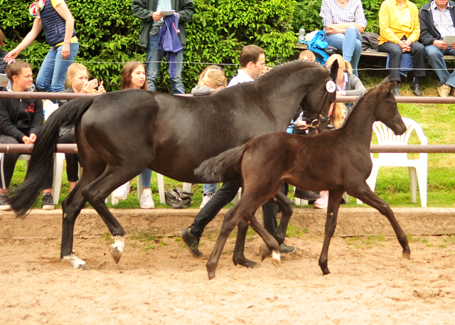 Trakehner Stutfohlen von Sir Sansibar u.d. Pr.u.StPrSt.Pr. Orvieta v. Hohenstein, Foto: Beate Langels