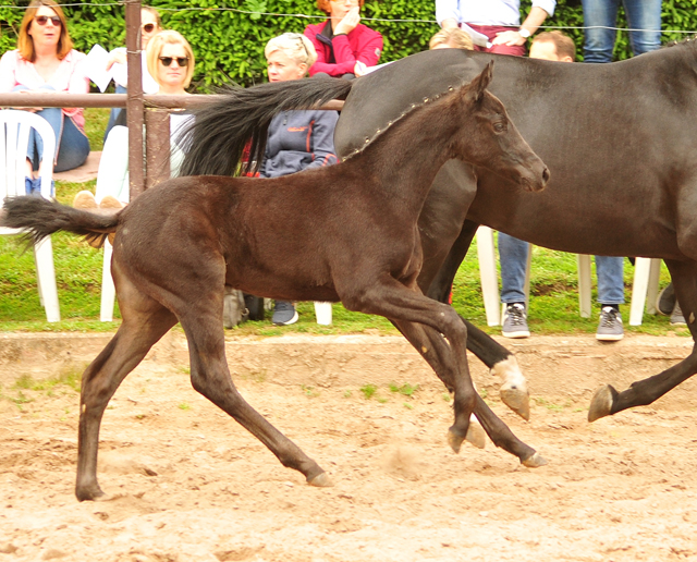 Trakehner Stutfohlen von Sir Sansibar u.d. Pr.u.StPrSt.Pr. Orvieta v. Hohenstein, Foto: Beate Langels