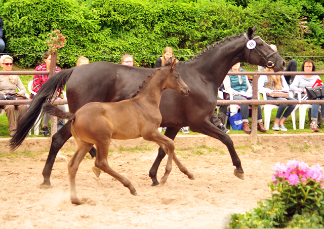 Trakehner Stutfohlen von Kaiser Milton u.d. Celebrity v. Amatcho, Foto: Beate Langels