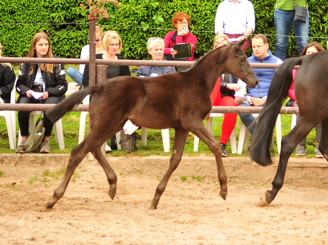 Trakehner Stutfohlen von Helium u.d. Orelie v. Hohenstein, Foto: Beate Langels