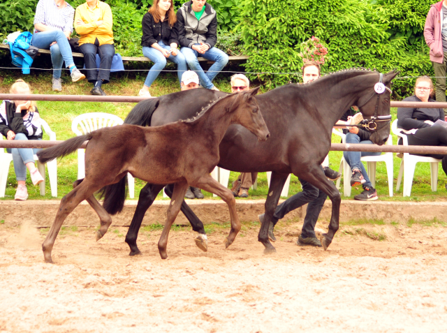 Trakehner Stutfohlen von Helium u.d. Orelie v. Hohenstein, Foto: Beate Langels