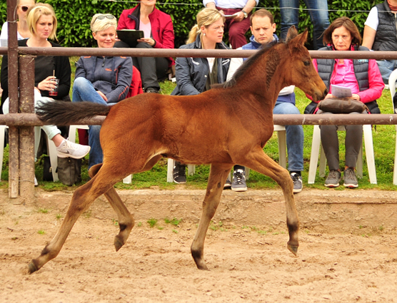 Trakehner Stutfohlen von Touch my Heart - Exclusiv, Foto: Beate Langels