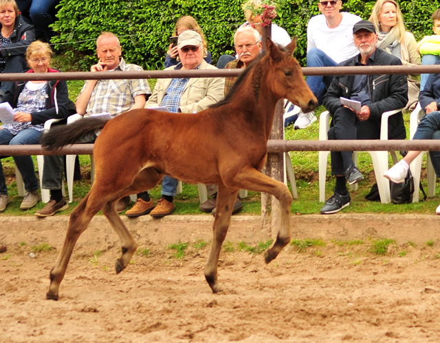 Trakehner Stutfohlen von Touch my Heart - Exclusiv, Foto: Beate Langels