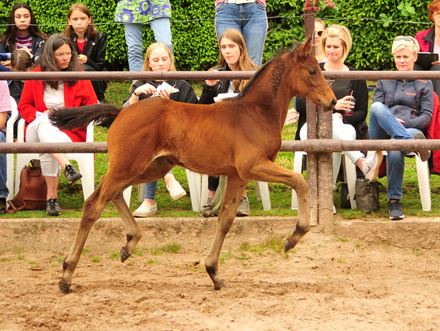 Trakehner Stutfohlen von Touch my Heart - Exclusiv, Foto: Beate Langels