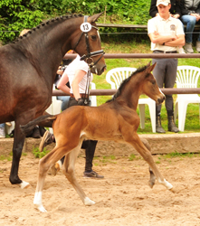 Stutfohlen von Alter Fritz u.d. Pr.u.StPrSt. Tacyra v. Saint Cyr - Gestt Hmelschenburg - Foto: Beate Langels