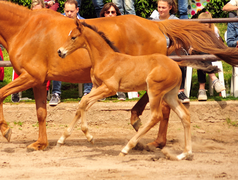 Trakehner Hengstfohlen von High Motion u.d. Klara v. Tanzmeister, Foto: Beate Langels