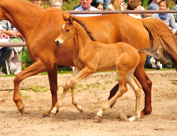 Trakehner Hengstfohlen von High Motion u.d. Klara v. Tanzmeister, Foto: Beate Langels