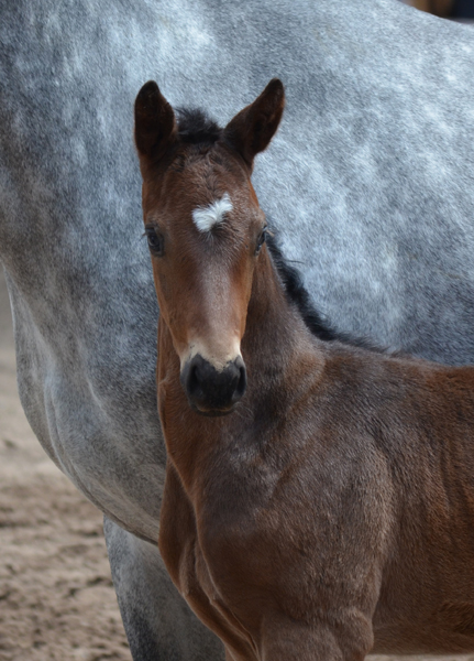 Hengstfohlen von Saint Cyr u.d. TeaCup v. Exclusiv - Trakehner Gestt Hmelschenburg - Foto: Pia Elger - 
Trakehner Gestt Hmelschenburg