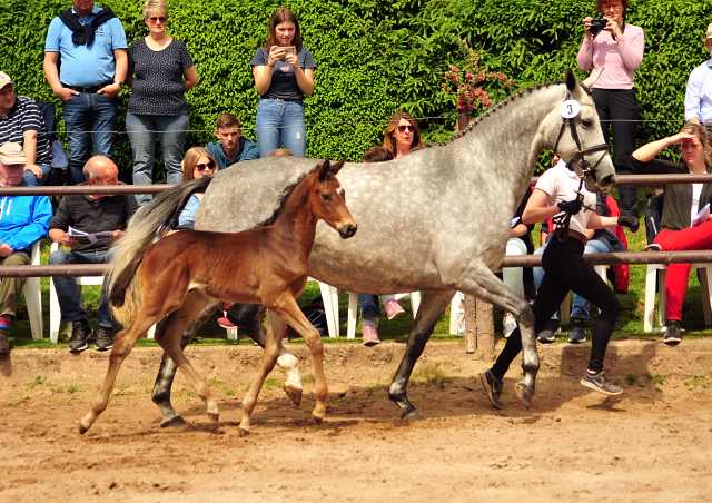 Hengstfohlen von Saint Cyr u.d. TeaCup v. Exclusiv - Trakehner Gestt Hmelschenburg - Foto: Beate Langels - 
Trakehner Gestt Hmelschenburg